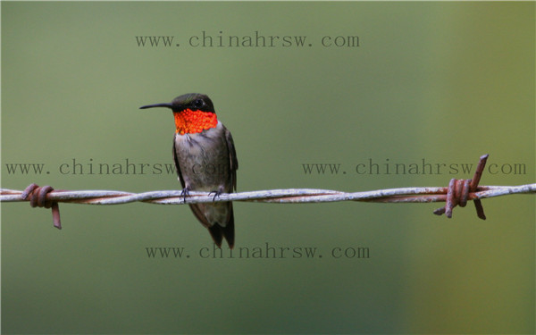 鋼絲刺繩 鋼絲刺繩